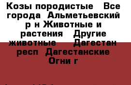 Козы породистые - Все города, Альметьевский р-н Животные и растения » Другие животные   . Дагестан респ.,Дагестанские Огни г.